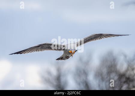 Nahaufnahme einer großen Möwe, die am Himmel schwebt, mit Futter im Schnabel Stockfoto