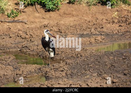 Wollhalsstorch Ciconia episcopus im Hluhluwe Imfolozi National Park, KwaZulu-Natal, Südafrika Stockfoto