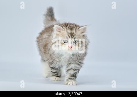 Sibirisches Kätzchen auf farbigen Hintergründen Stockfoto