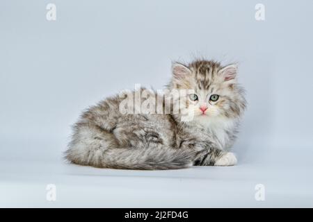 Sibirisches Kätzchen auf farbigen Hintergründen Stockfoto