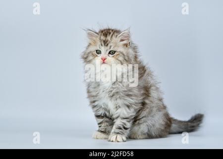 Sibirisches Kätzchen auf farbigen Hintergründen Stockfoto