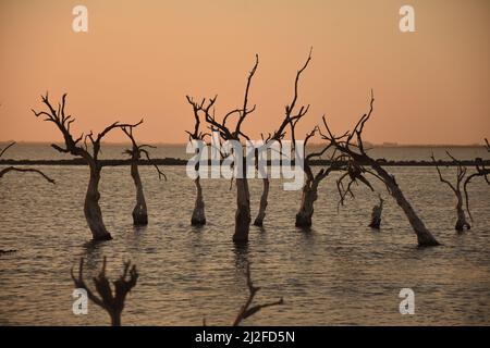 Ein Blick auf die alten toten Bäume, die bei Sonnenuntergang im See auffallend silhouettiert wurden, Villa Epecuen, Argentinien Stockfoto