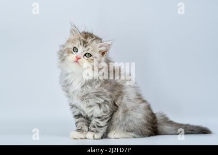 Cakyn – Sibirisches Kätzchen mit farbigem Hintergrund Stockfoto