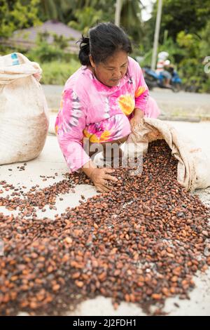 Frau trocknet die Kakaobohnenernte in der Sonne auf ihrer kleinen Farm in West Sulawesi, Indonesien, Asien. Stockfoto