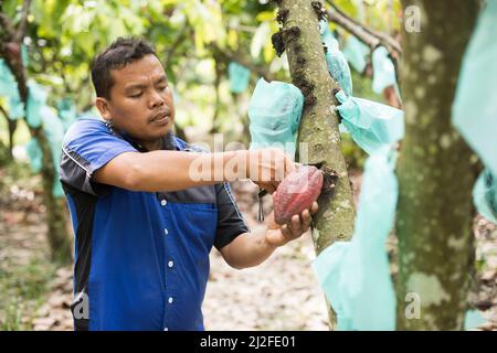 Auf einer Kakaofarm in Mamuju Regency, Indonesien, Asien, bedecken Plastiksäcke aus Polyethylen die auf Bäumen wachsenden Kakaoschoten, um sie vor Krankheiten zu schützen. Stockfoto