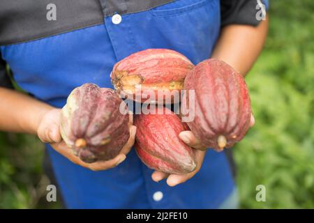 Kakaobohnenbauer hält frisch geerntete Kokoschoten in Mamuju Regency, Indonesien, Asien. Stockfoto