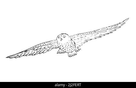 Vektor handgezeichnete Skizze fliegende polare Eule isoliert auf weißem Hintergrund Stock Vektor