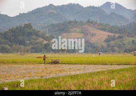 Ein Landwirt bebaut den Boden in einem Reispatty im Mamuju Regency, Indonesien. 28. Februar 2018. Millennium Challenge Corporation Indonesia Compact. Foto von Stockfoto