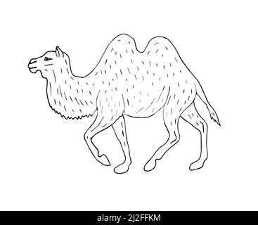 Vektor handgezeichnete Skizze baktrian zwei bucked Kamel isoliert auf weißem Hintergrund Stock Vektor