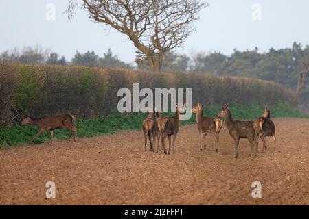 Rothirsch (Cervus elaphus) Hündchenherde auf gepflügtem Feld durch Heckenarbeiter Cley Norfolk GB UK März 2022 Stockfoto
