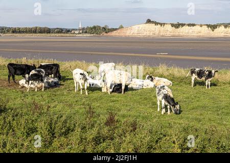 Kühe grasen am Fluss Severn (bei Ebbe) in Arlingham, Gloucestershire, England Großbritannien - Westbury Garden Cliff liegt am anderen Ufer. Stockfoto