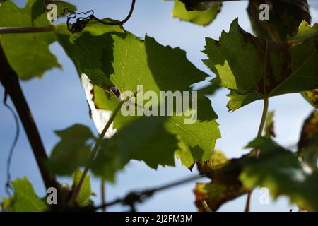 Die Nahaufnahme eines Grapefruitbaums hinterlässt Stockfoto