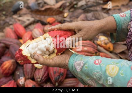 Ein Farmarbeiter bricht eine Kakaoschote auf, um die Bohnen auf einer Kakaoplantage im Mamuju Regency, Sulawesi Island, Indonesien, Asien, freizulegen. Stockfoto