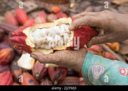 Ein Farmarbeiter bricht eine Kakaoschote auf, um die Bohnen auf einer Kakaoplantage im Mamuju Regency, Sulawesi Island, Indonesien, Asien, freizulegen. Stockfoto