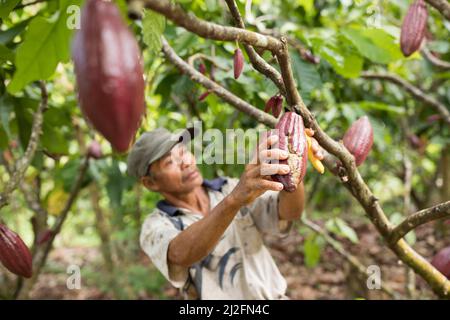 Männlicher Kakaobauer erntet und schneidet seine Kakaobäume und Schoten in Mamuju Regency, Sulawesi Island, Indonesien, Asien. Stockfoto