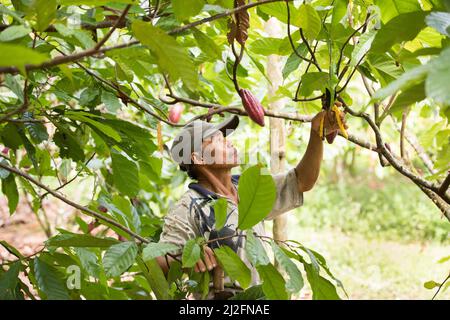 Männlicher Kakaobauer erntet und schneidet seine Kakaobäume und Schoten in Mamuju Regency, Sulawesi Island, Indonesien, Asien. Stockfoto