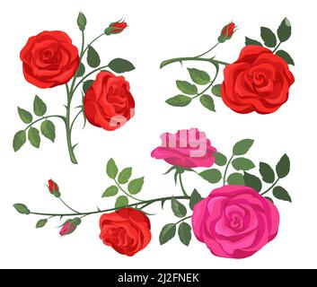 Rote und lila Rosen gesetzt. Blüten, Pflanzen mit Rosenknospen, Äste mit grünen Blättern isoliert auf weiß. Vektor-Illustration für Dekoration, Floristen Job Stock Vektor