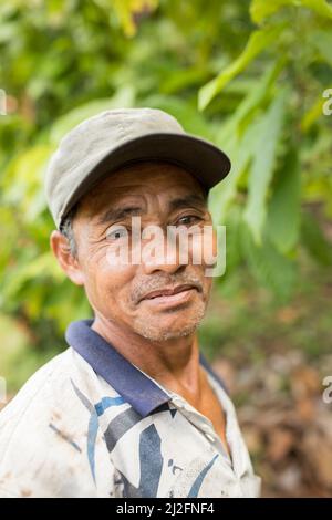 Männlicher Kakaobauer erntet und schneidet seine Kakaobäume und Schoten in Mamuju Regency, Sulawesi Island, Indonesien, Asien. Stockfoto