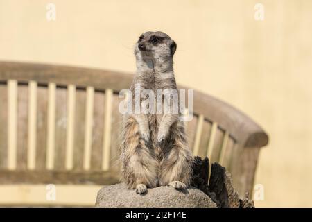 Ein Erdmännchen - Suricata suricatta - oder suricate, in Alarmbereitschaft im Screech Owl Sanctuary, Cornwall, Großbritannien. Stockfoto