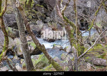 STEALL FALLS NEVIS-SCHLUCHT FORT WILLIAM SCHOTTLAND MOOS AUF DEN BÄUMEN UND GRÜNE ALGEN AUF FELSEN FLUSSBETT WASSER VON NEVIS Stockfoto