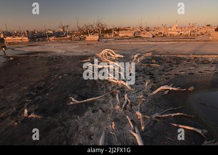 Blick auf die toten Bäume und Ruinen in der Villa Epecuen, Provinz Buenos Aires, Argentinien Stockfoto