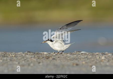 Eine Seeschwalbe, die am Strand steht. Stockfoto