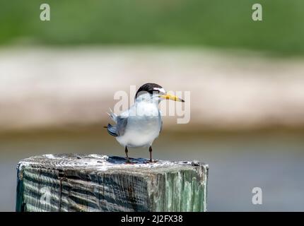 Eine Seeschwalbe, die auf einem hölzernen Dock steht. Stockfoto