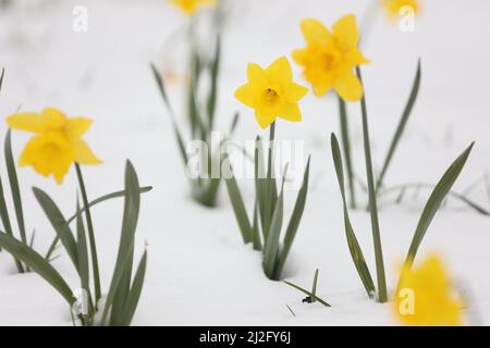 Wernigerode, Deutschland. 01. April 2022. Narzissen blühen im Schnee. Die Wetteränderung brachte nun nach den warmen Tagen Schnee in die Tiefebene. Auch in den kommenden Tagen bleibt es kühl mit Nachtfrost. Quelle: Matthias Bein/dpa/Alamy Live News Stockfoto