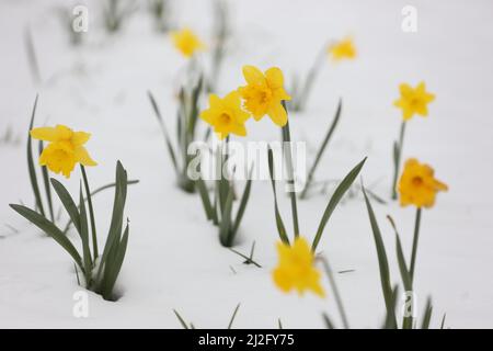 Wernigerode, Deutschland. 01. April 2022. Narzissen blühen im Schnee. Die Wetteränderung brachte nun nach den warmen Tagen Schnee in die Tiefebene. Auch in den kommenden Tagen bleibt es kühl mit Nachtfrost. Quelle: Matthias Bein/dpa/Alamy Live News Stockfoto