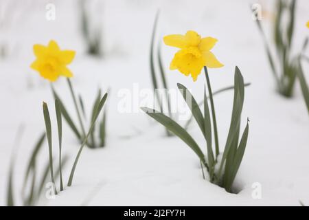 Wernigerode, Deutschland. 01. April 2022. Narzissen blühen im Schnee. Die Wetteränderung brachte nun nach den warmen Tagen Schnee in die Tiefebene. Auch in den kommenden Tagen bleibt es kühl mit Nachtfrost. Quelle: Matthias Bein/dpa/Alamy Live News Stockfoto