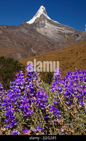 Nevado Artesonraju und Lupine, Santa Cruz Trek, Cordillera Blanca, Peru Stockfoto