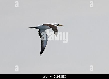 Maskierte Booby (Sula dactylatra) Erwachsener auf Flug Arabisches Meer, Oman Dezember Stockfoto