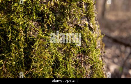 Feines grünes Moos wächst auf Baum im Wald, Nahaufnahme Makro Detail, abstrakter natürlicher Hintergrund Stockfoto