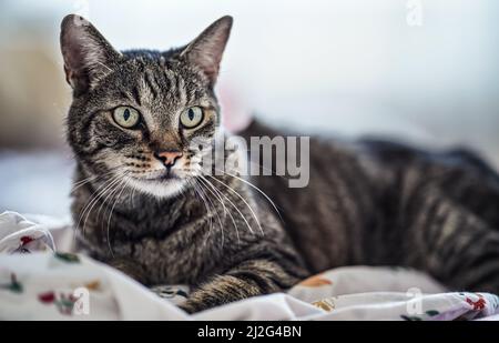 Graubraun gestromte Katze, die auf der Bettdecke ruht und neugierig aussieht, Nahaufnahme Detail auf seinem Kopf Stockfoto
