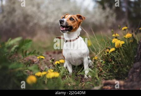 Kleiner Jack Russell Terrier, der im Frühjahr auf der Wiese sitzt, der Mund öffnet und nach oben schaut, gelbe Delackenblumen in der Nähe Stockfoto