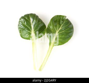 Asiasalate sind oft ganzjaehrig verfuegbar. Er wird als Salat verwendet, wie auch als Gemuesebeilage verwendet wird. Asiatische Salate sind oft das ganze Jahr über erhältlich. Stockfoto