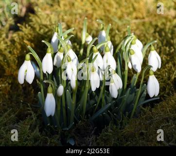 Schneegloeckchen, Galanthus nivalis, ist eine Blume die im Winter blueht und eine echte Heilpflanze. Snowdrop, Galanthus nivalis, ist eine Blume, die Stockfoto