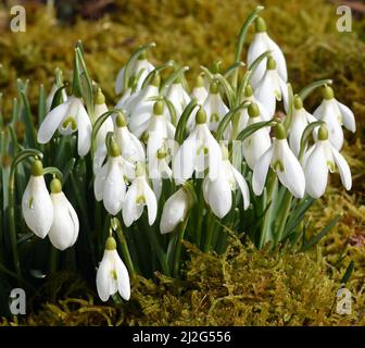 Schneegloeckchen, Galanthus nivalis, ist eine Blume die im Winter blueht und eine echte Heilpflanze. Snowdrop, Galanthus nivalis, ist eine Blume, die Stockfoto