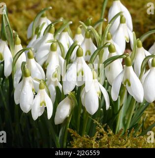 Schneegloeckchen, Galanthus nivalis, ist eine Blume die im Winter blueht und eine echte Heilpflanze. Snowdrop, Galanthus nivalis, ist eine Blume, die Stockfoto