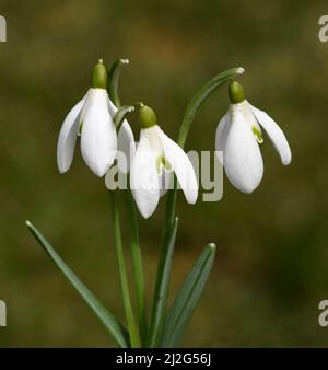 Schneegloeckchen, Galanthus nivalis, ist eine Blume die im Winter blueht und eine echte Heilpflanze. Snowdrop, Galanthus nivalis, ist eine Blume, die Stockfoto