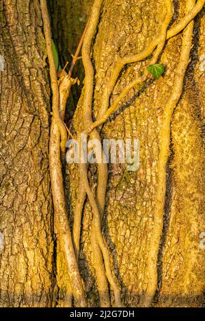 Ivy klettert auf eine Eiche, die von warmem Abendlicht beleuchtet wird. Stockfoto