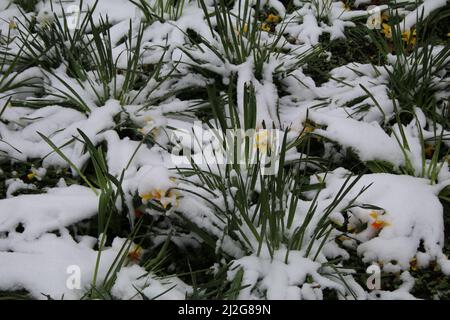 1. April 2022, GÃ¶ttingen, Niedersachsen, Deutschland: Am ersten Apriltag fällt in Deutschland Schnee. Das Leben der Menschen wurde nach dem Schneefall am Ende des Winters und dem Beginn des Frühlings beeinträchtigt. Die Polizei von GÃ¶ttingen sagte auf ihrer Facebook-Seite: Leider ist das heutige Wetter kein Aprilscherz. Aufgrund der Wetterbedingungen gab es bereits eine Reihe von Unfällen. Bitte fahren Sie sehr vorsichtig. Die Straßen sind rutschig und einige sind noch nicht geräumt. (Bild: © Tubal Sapkota/Pacific Press via ZUMA Press Wire) Stockfoto