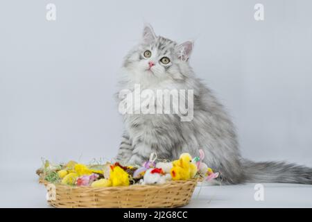 Sibirisches Kätzchen und Osterkorb Stockfoto