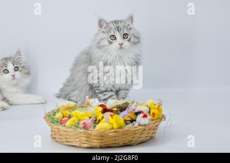 Sibirisches Kätzchen und Osterkorb Stockfoto