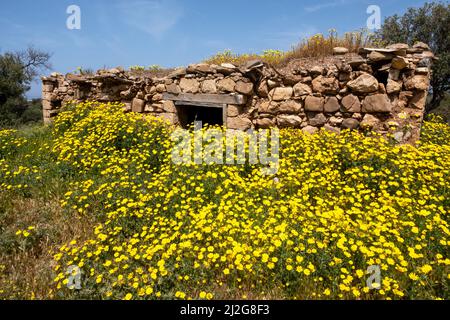 Ein Teppich aus Krondaisien (Glebionis coronaria), der im Akamas Nationalpark, Republik Zypern, blüht. Stockfoto