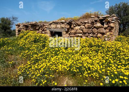 Ein Teppich aus Krondaisien (Glebionis coronaria), der im Akamas Nationalpark, Republik Zypern, blüht. Stockfoto