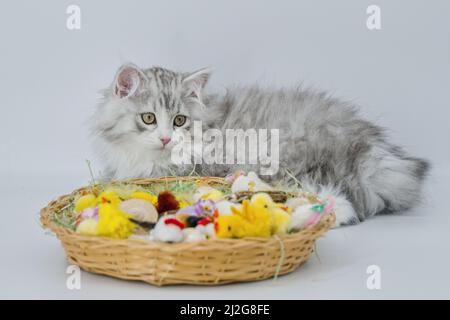 Sibirisches Kätzchen und Osterkorb Stockfoto