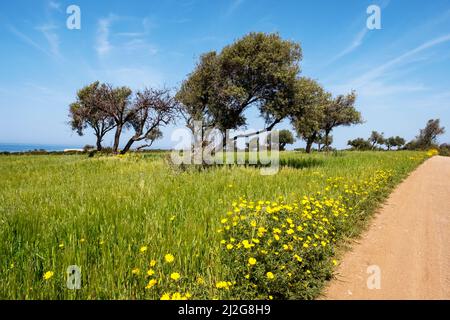 Ein Teppich aus Krondaisien (Glebionis coronaria), der im Akamas Nationalpark, Republik Zypern, blüht. Stockfoto