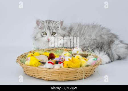 Sibirisches Kätzchen und Osterkorb Stockfoto