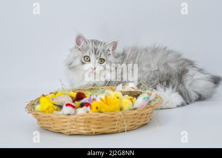 Sibirisches Kätzchen und Osterkorb Stockfoto